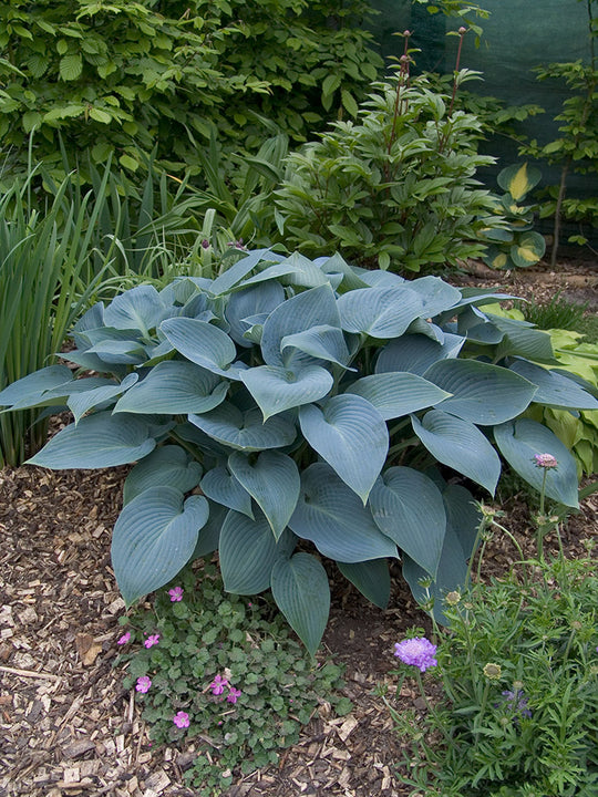 Hosta - Halcyon, 1 Pack