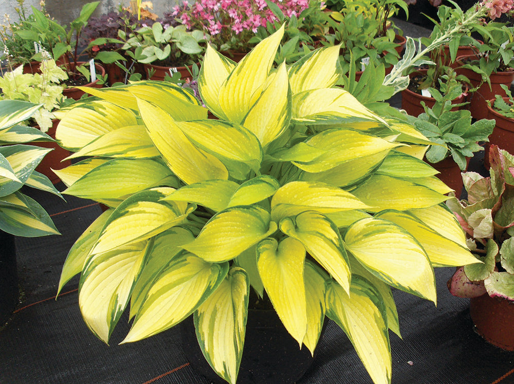 Hosta - June Fever, 1 Pack