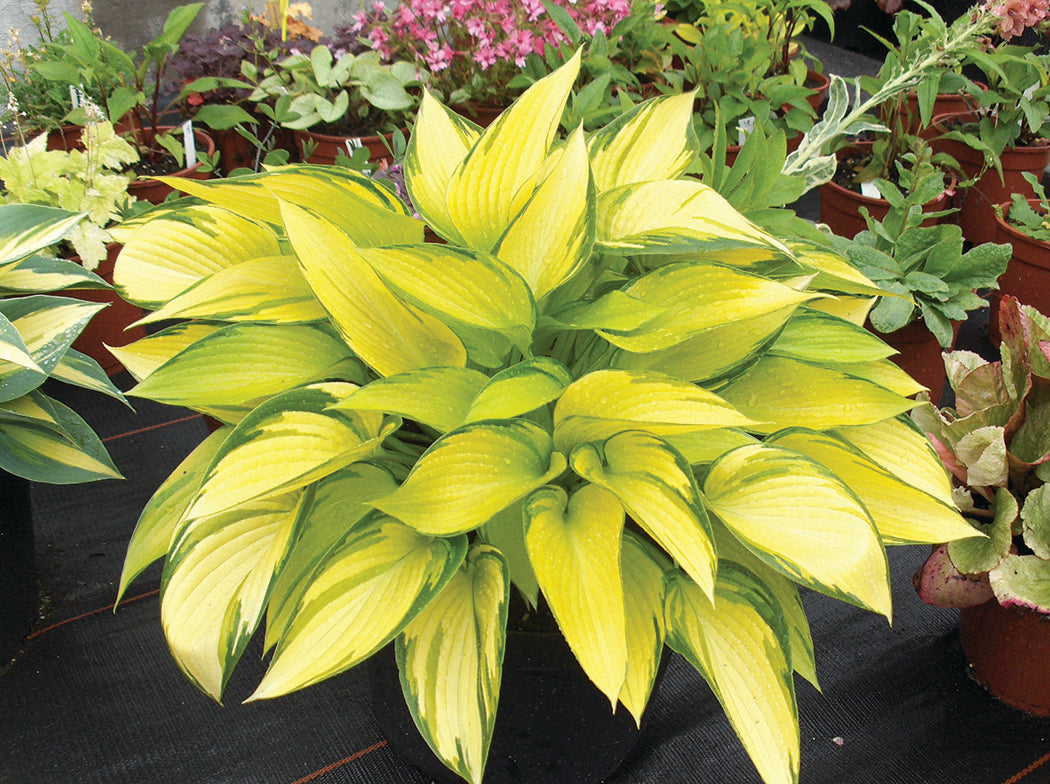 Hosta - June Fever, 1 Pack