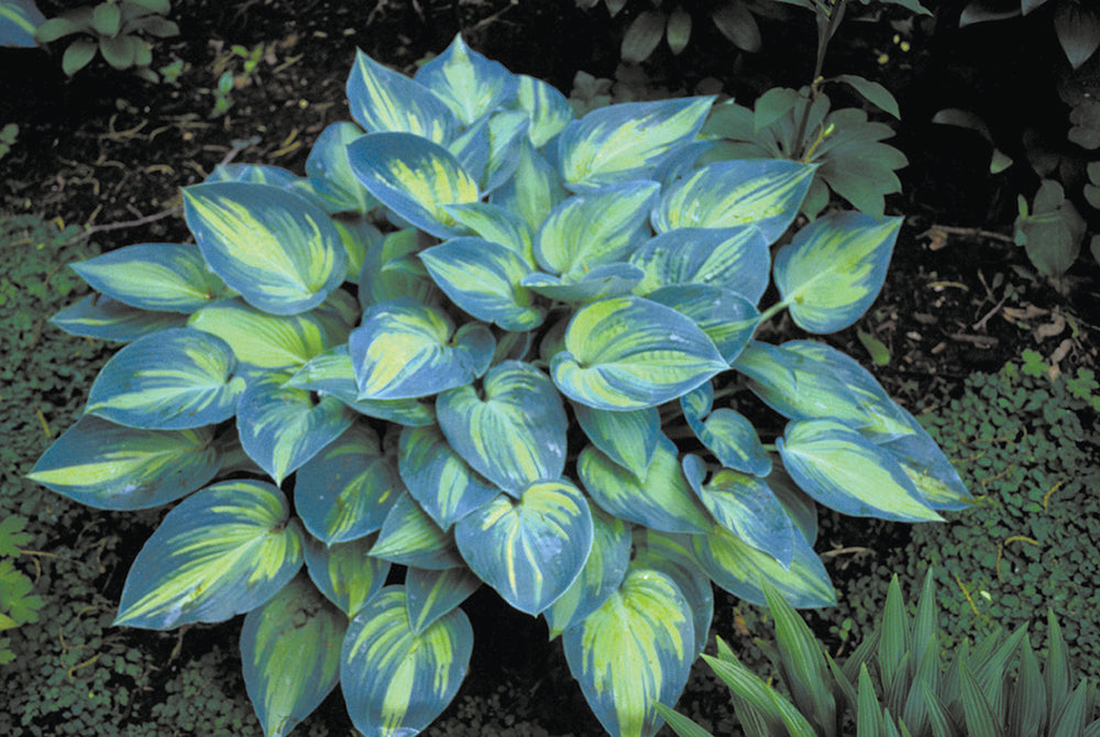 Hosta - June, 1 Pack