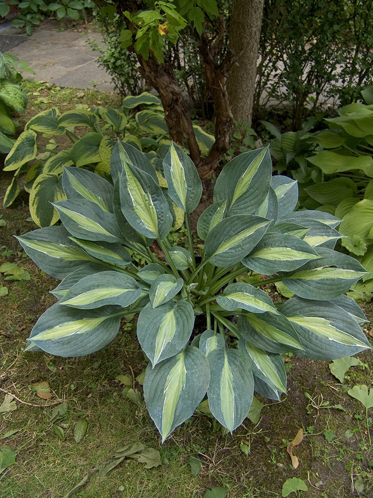 Hosta - Kiwi Full Monty, 1 Pack