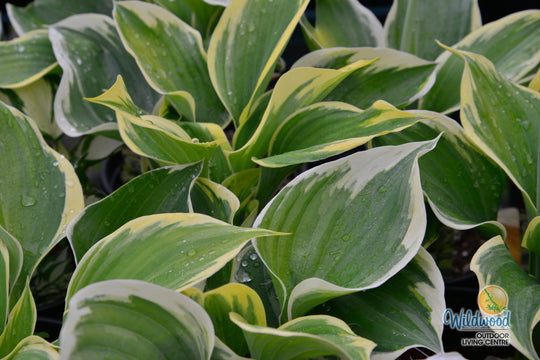 Hosta - Liberty, 1 Pack