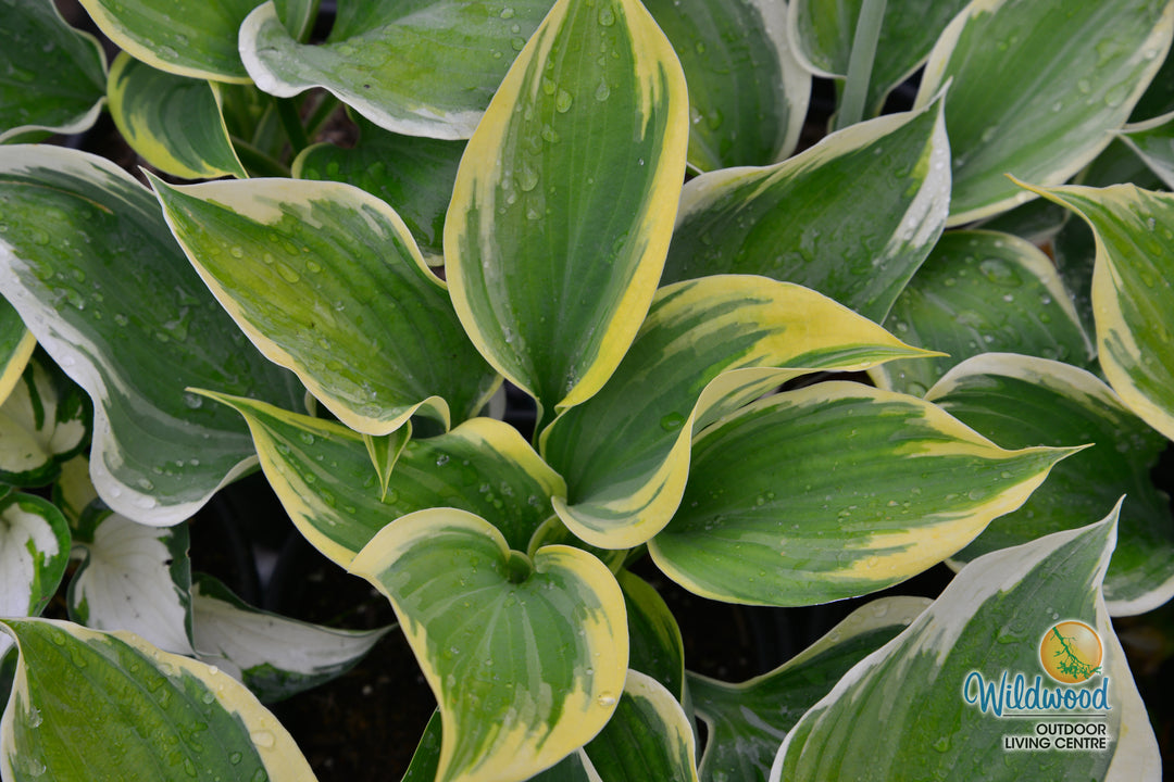 Hosta - Liberty, 1 Pack