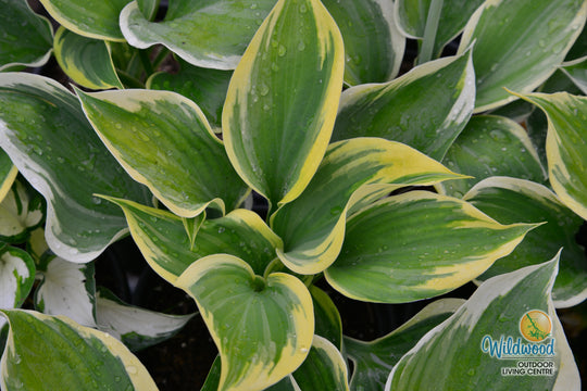 Hosta - Liberty, 1 Pack