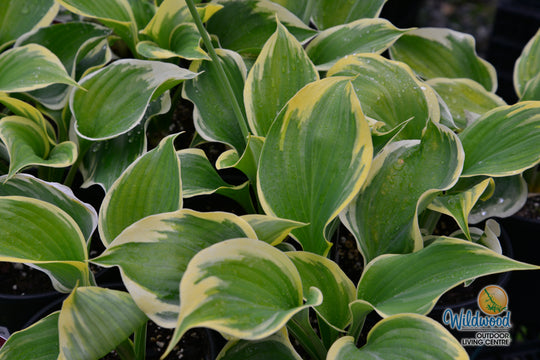 Hosta - Liberty, 1 Pack