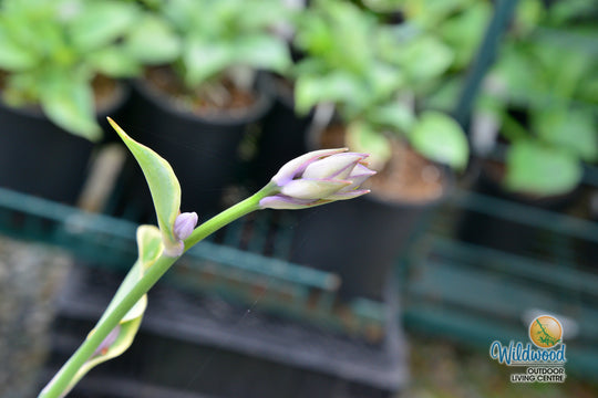 Hosta - Liberty, 1 Pack
