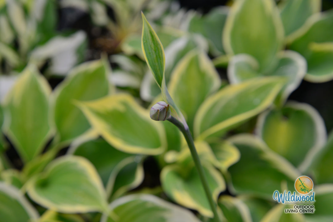 Hosta - Liberty, 1 Pack