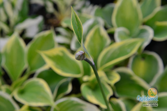 Hosta - Liberty, 1 Pack