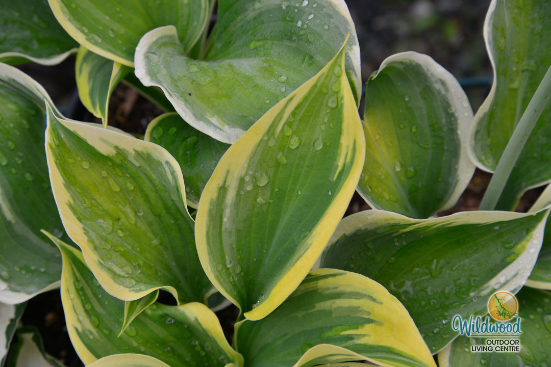 Hosta - Liberty, 1 Pack