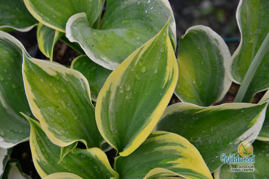 Hosta - Liberty, 1 Pack
