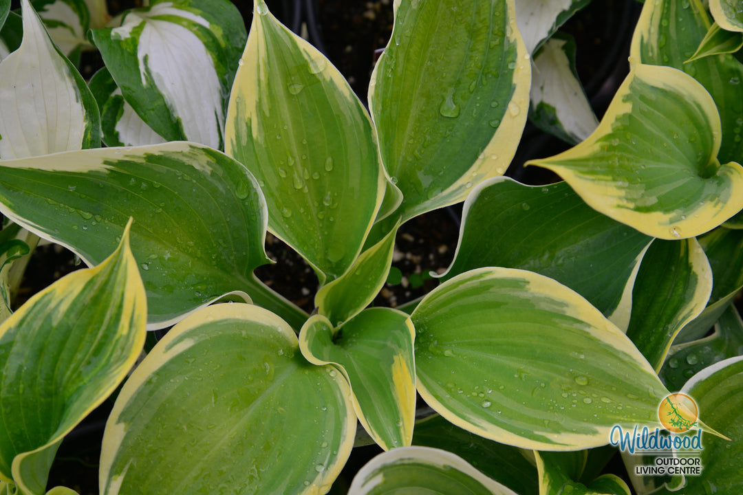 Hosta - Liberty, 1 Pack