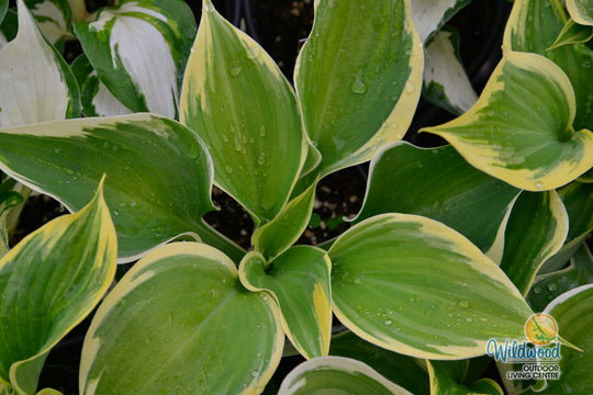 Hosta - Liberty, 1 Pack