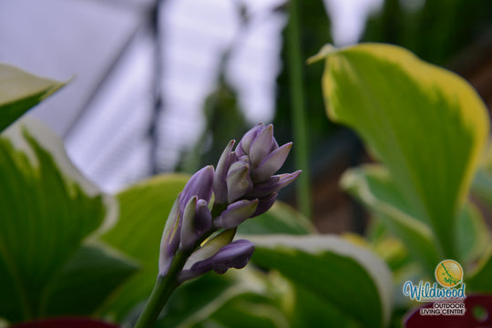 Hosta - Liberty, 1 Pack