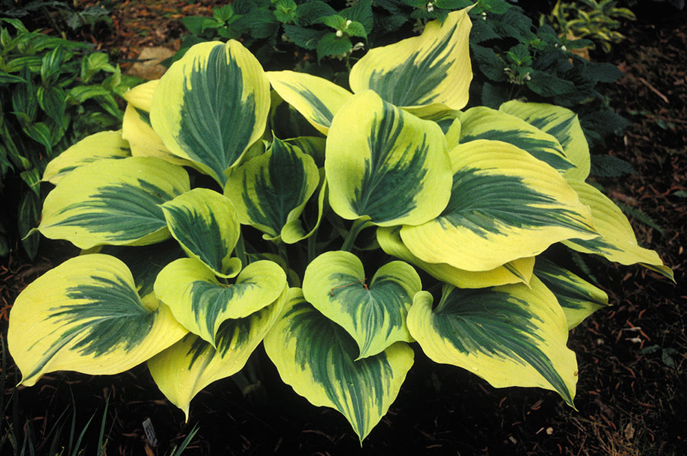 Hosta - Liberty 1 Pack