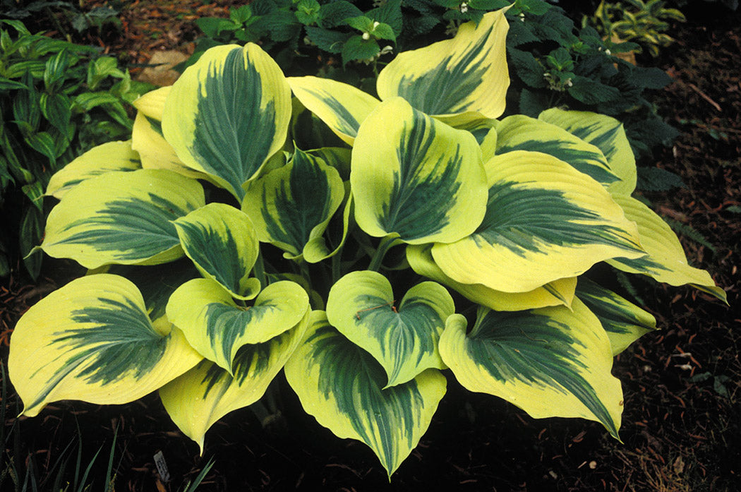 Hosta - Liberty 1 Pack