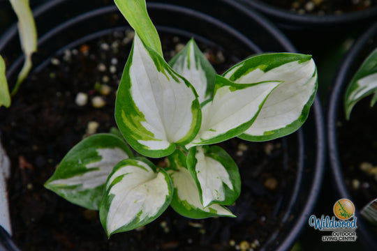 Hosta - Loyalist, 1 Pack