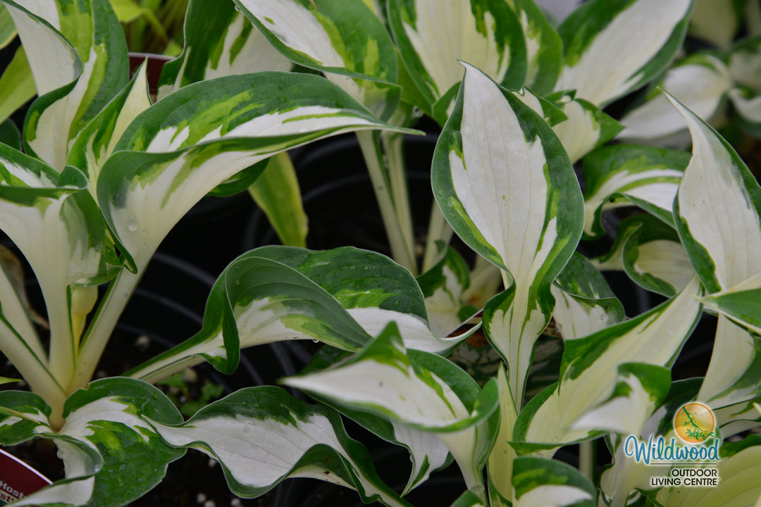 Hosta - Loyalist, 1 Pack