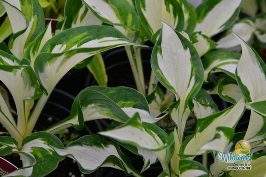 Hosta - Loyalist, 1 Pack
