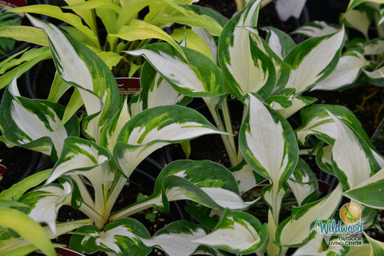 Hosta - Loyalist, 1 Pack