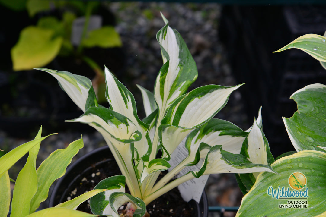 Hosta - Loyalist, 1 Pack