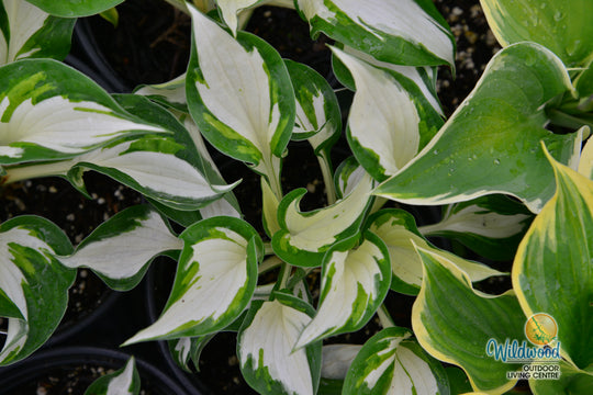 Hosta - Loyalist, 1 Pack