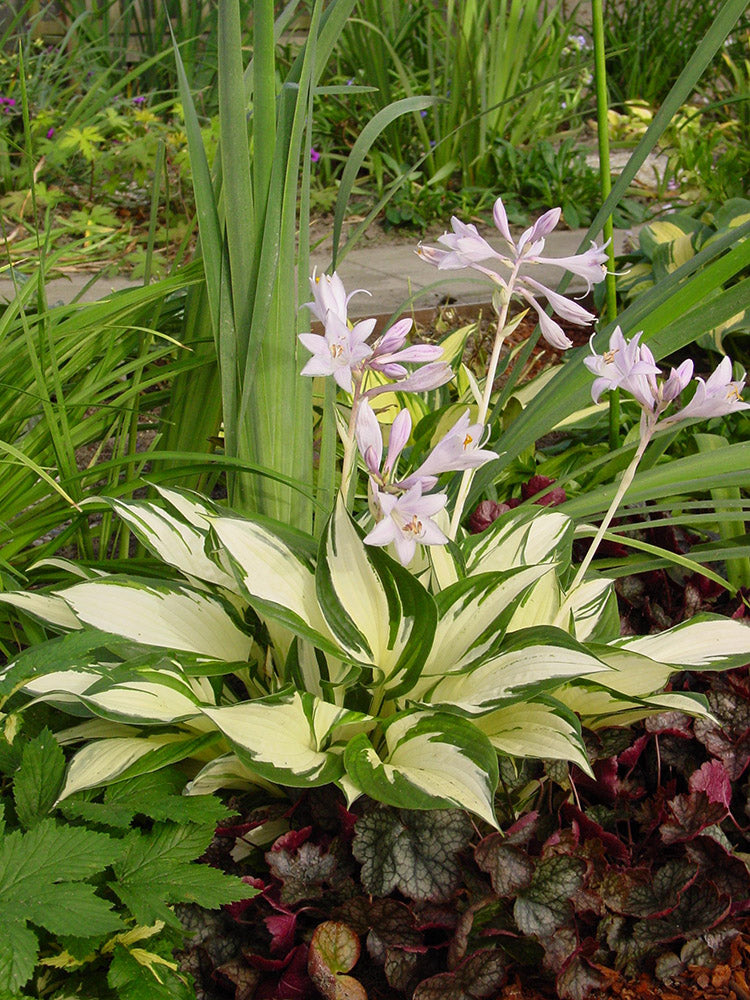 Hosta - Loyalist, 1 Pack