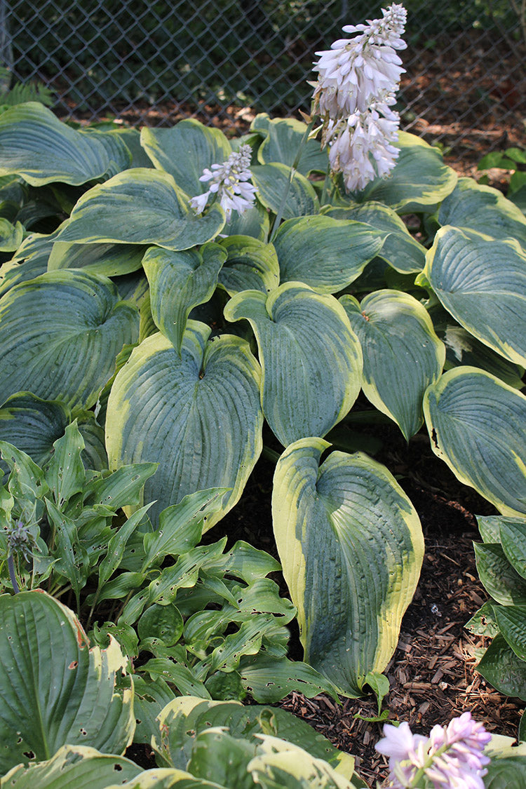 Hosta - Megan's Angel, 1 Pack