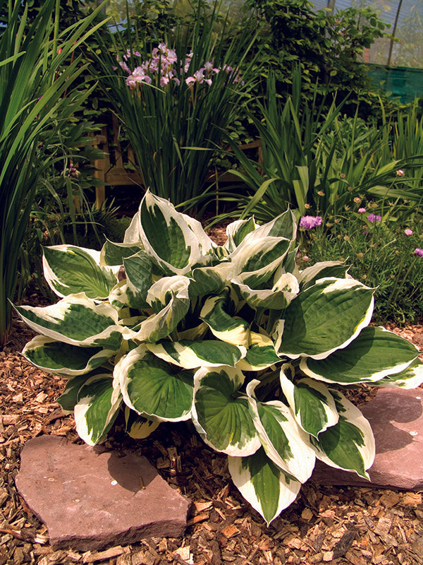Hosta - Minuteman, 1 Pack