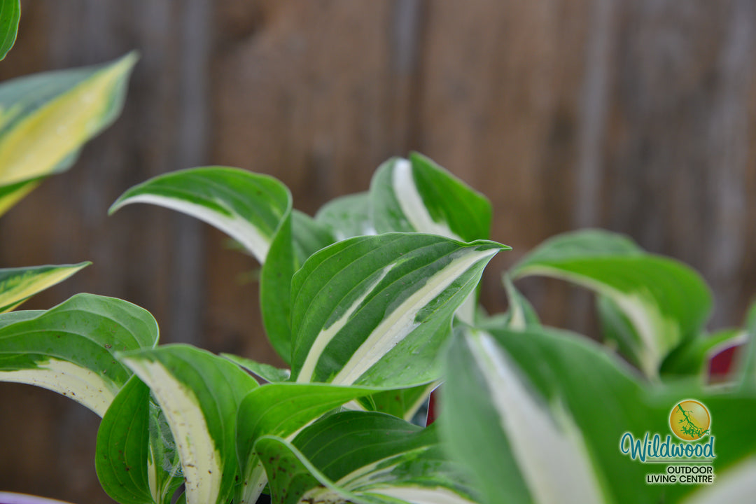Hosta - Night Before Christmas, 1 Pack