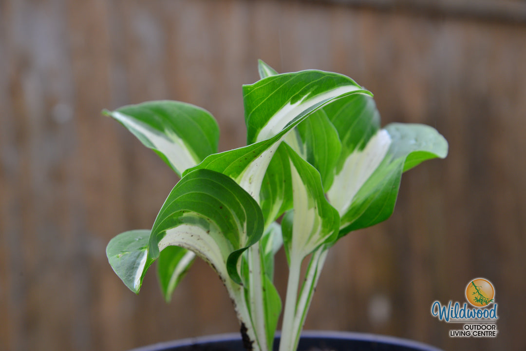 Hosta - Night Before Christmas, 1 Pack