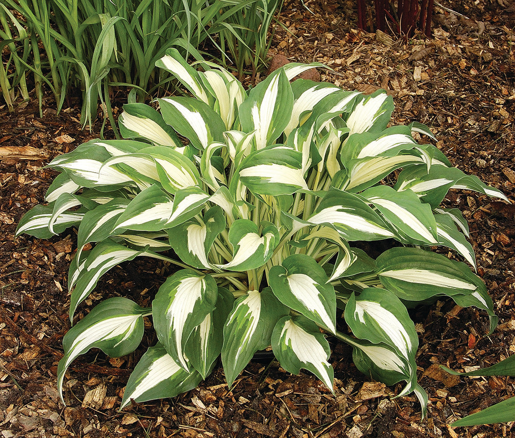 Hosta - Night Before Christmas, 1 Pack