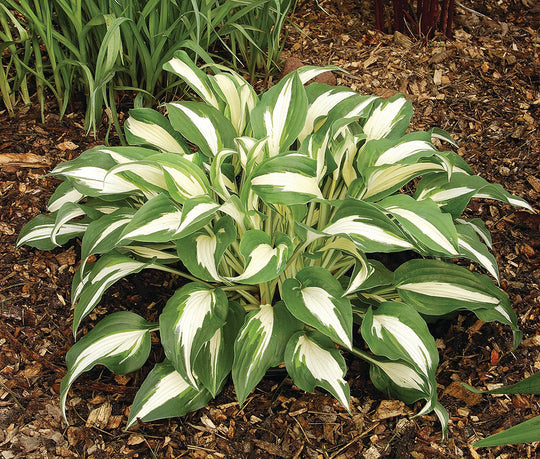 Hosta - Night Before Christmas, 1 Pack