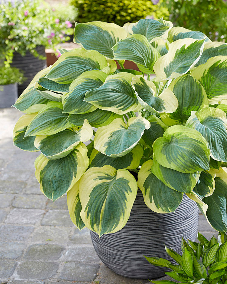 Hosta - Orion's Belt, 1 Pack