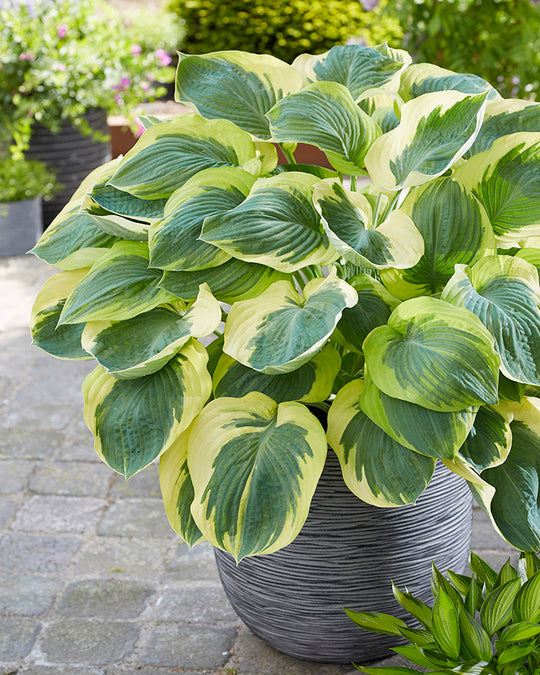 Hosta - Orion's Belt, 1 Pack