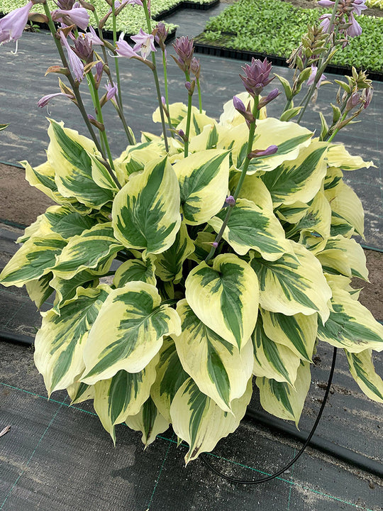 Hosta - Lakeside Paisley Print, 1 Pack