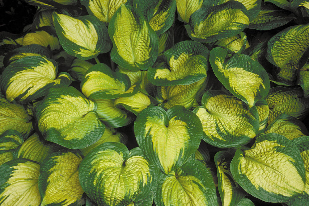Hosta - Paradigm, 1 Pack