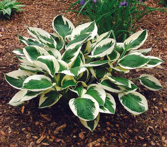 Hosta - Patriot, 1 Pack