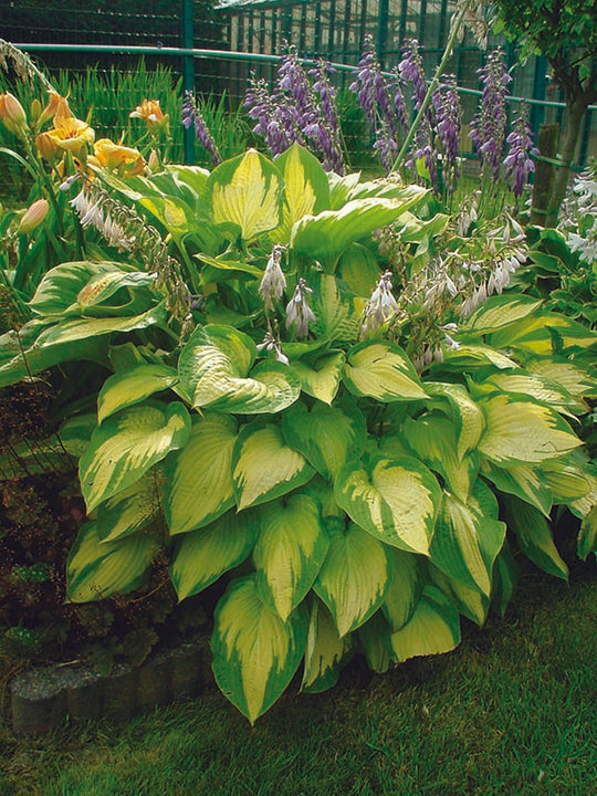 Hosta - Paul's Glory, 1 Pack