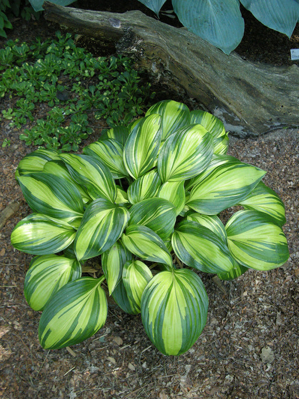 Hosta - Rainbows End, 1 Pack