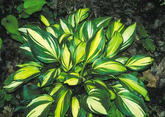 Hosta - Rainbows End, 1 Pack