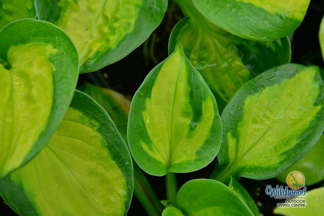Hosta - Rainforest Sunrise, 1 Pack