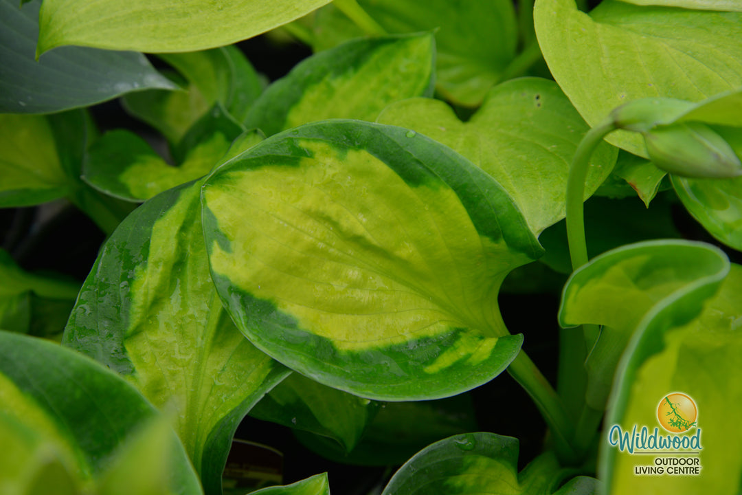 Hosta - Rainforest Sunrise, 1 Pack