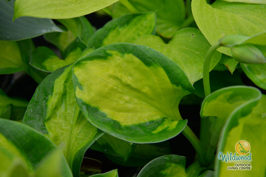 Hosta - Rainforest Sunrise, 1 Pack