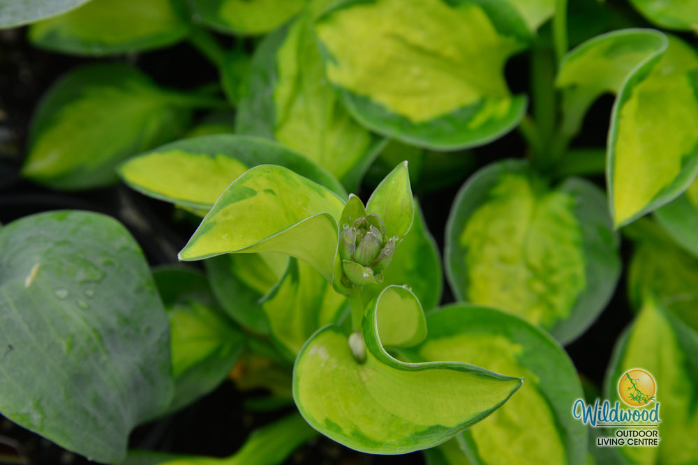 Hosta - Rainforest Sunrise, 1 Pack