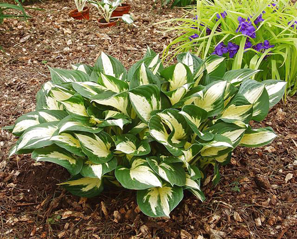 Hosta - Revolution, 1 Pack
