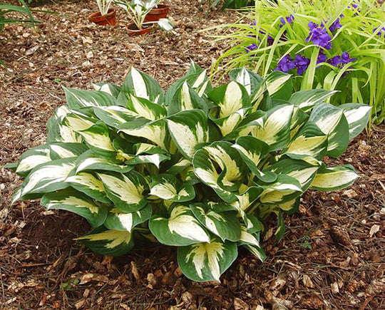 Hosta - Revolution, 1 Pack