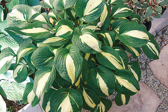 Hosta - Rootin Tootin, 1 Pack