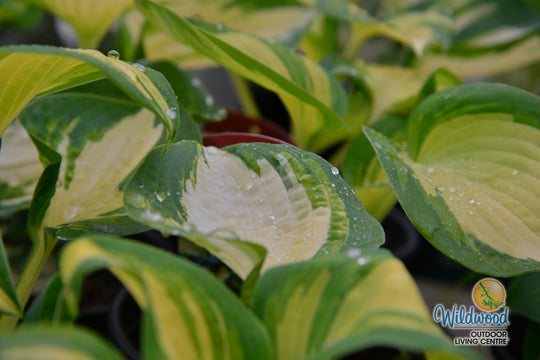 Hosta - Great Expectations, 1 Pack
