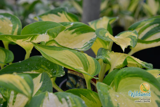 Hosta - Great Expectations, 1 Pack
