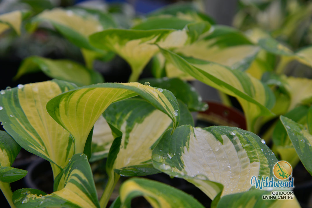 Hosta - Great Expectations, 1 Pack